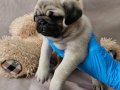 A KALİTEDE MİNİ PUG YAVRULARIMIZ