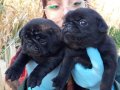 SİMSİYAH PUG YAVRULARIMIZ BLACK PUG