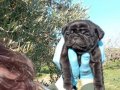 SİMSİYAH PUG YAVRULARIMIZ BLACK PUG