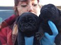 SİMSİYAH PUG YAVRULARIMIZ BLACK PUG