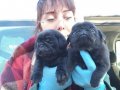 SİMSİYAH PUG YAVRULARIMIZ BLACK PUG