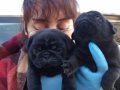SİMSİYAH PUG YAVRULARIMIZ BLACK PUG