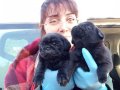 SİMSİYAH PUG YAVRULARIMIZ BLACK PUG