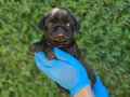SEVİMLİLİK ABİDESİ SIYAH PUG YAVRULARİ