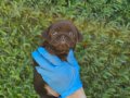 SEVİMLİLİK ABİDESİ SIYAH PUG YAVRULARİ