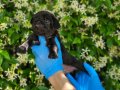 SİMSİYAH PUG YAVRULARIMIZ DİŞİ