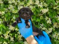 SİMSİYAH PUG YAVRULARIMIZ DİŞİ