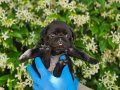 SİMSİYAH PUG YAVRULARIMIZ DİŞİ