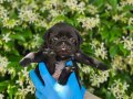 SİMSİYAH PUG YAVRULARIMIZ DİŞİ