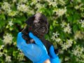 SİMSİYAH PUG YAVRULARIMIZ DİŞİ