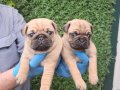 KREM VE SARI PUG MOBS YAVRULARIMIZ