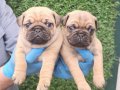 KREM VE SARI PUG MOBS YAVRULARIMIZ