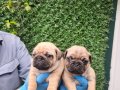 KREM VE SARI PUG MOBS YAVRULARIMIZ