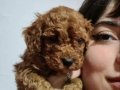 HARIKA KALITEDE POODLE YAVRULARIMIZ
