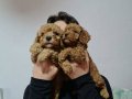 HARIKA KALITEDE POODLE YAVRULARIMIZ