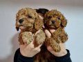 HARIKA KALITEDE POODLE YAVRULARIMIZ