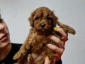 HARIKA KALITEDE POODLE YAVRULARIMIZ