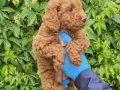 MINYATÜR RED BROWN POODLE YAVRULARIMIZ