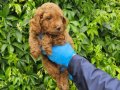MINYATÜR RED BROWN POODLE YAVRULARIMIZ