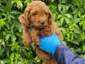 MINYATÜR RED BROWN POODLE YAVRULARIMIZ