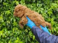 MINYATÜR RED BROWN POODLE YAVRULARIMIZ