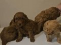 AÇIK VR KOYU RENK POODLE YAVRULAR