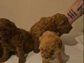 AÇIK VR KOYU RENK POODLE YAVRULAR