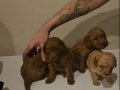 AÇIK VR KOYU RENK POODLE YAVRULAR