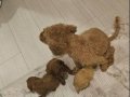 AÇIK VR KOYU RENK POODLE YAVRULAR
