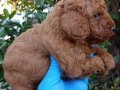 MINYATÜR POODLE YAVRULARIMIZ MINYATÜR