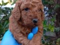 MINYATÜR POODLE YAVRULARIMIZ MINYATÜR