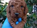 MINYATÜR POODLE YAVRULARIMIZ MINYATÜR