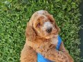 İKİ RENK POODLE YAVRULARIMIZ