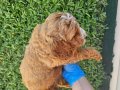 İKİ RENK POODLE YAVRULARIMIZ