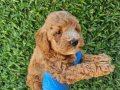 İKİ RENK POODLE YAVRULARIMIZ