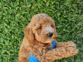İKİ RENK POODLE YAVRULARIMIZ
