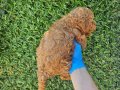İKİ RENK POODLE YAVRULARIMIZ