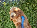 İKİ RENK POODLE YAVRULARIMIZ