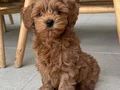 Bebek Yüzlü Maltipoo Yavruları