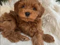 Bebek Yüzlü Maltipoo Yavruları
