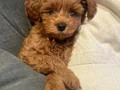 Bebek Yüzlü Maltipoo Yavruları