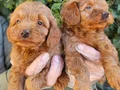 Bebek Yüzlü Maltipoo Yavruları