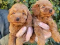 Bebek Yüzlü Maltipoo Yavruları