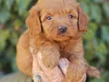 Bebek Yüzlü Maltipoo Yavruları