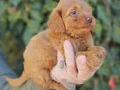 Bebek Yüzlü Maltipoo Yavruları