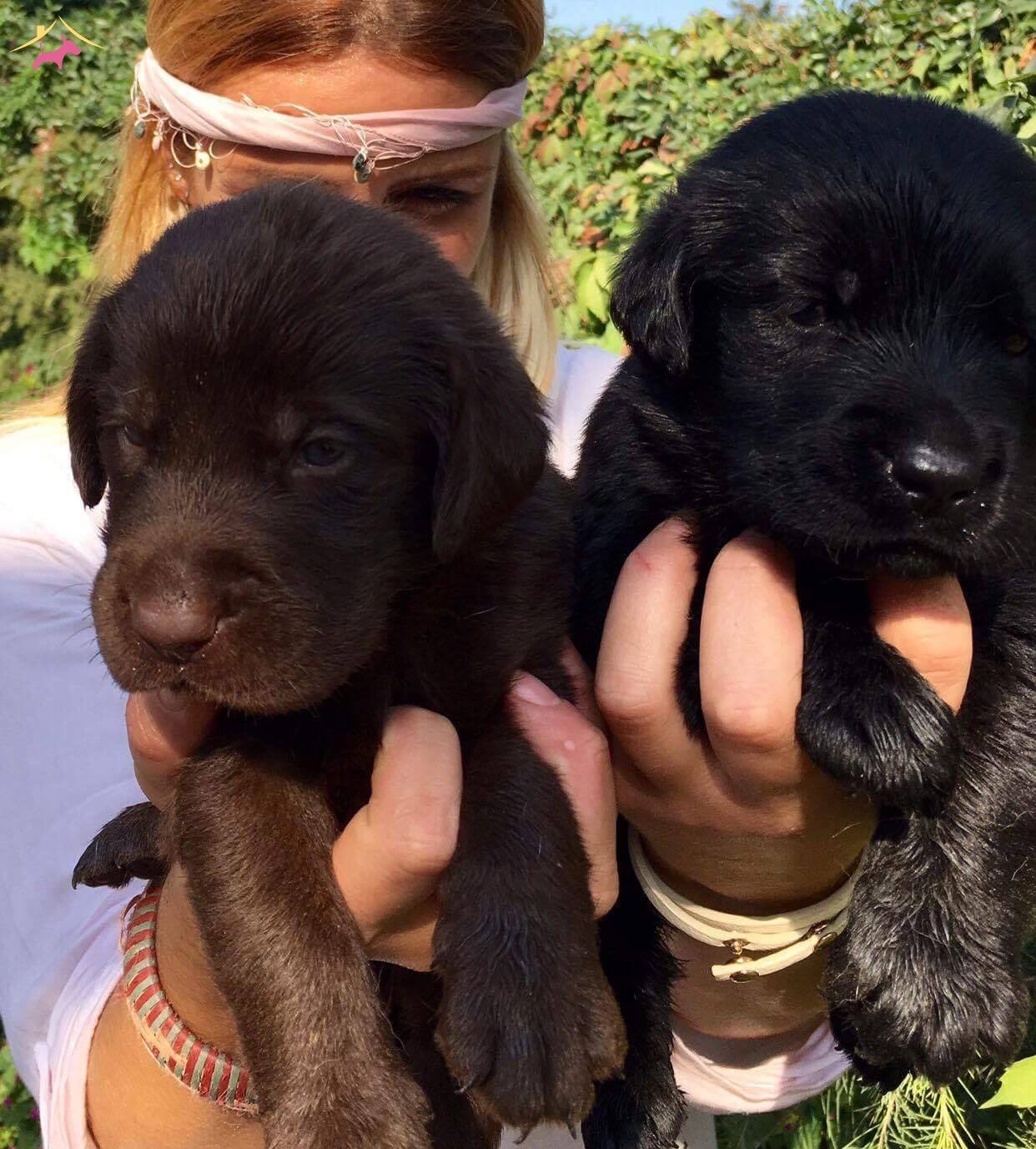 Saf Irk Çikolata/Siyah Labrador Retriever Yavrularımız 58689 KÖPEK