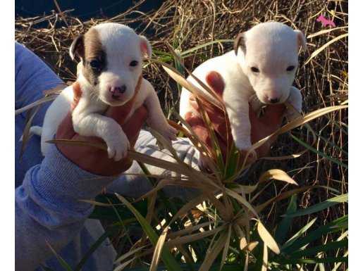 JACK RUSSEL TERRİER KISA BACAK YAVRULAR