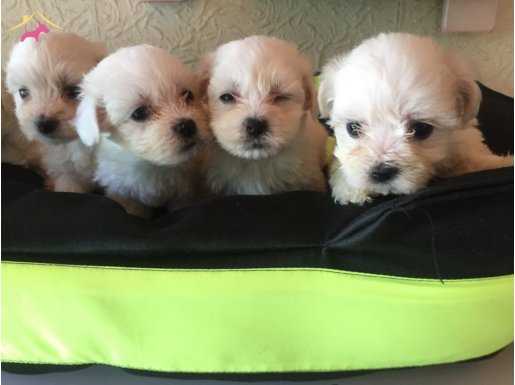 A KALİTE MÜKEMMEL MALTESE YAVRULAR
