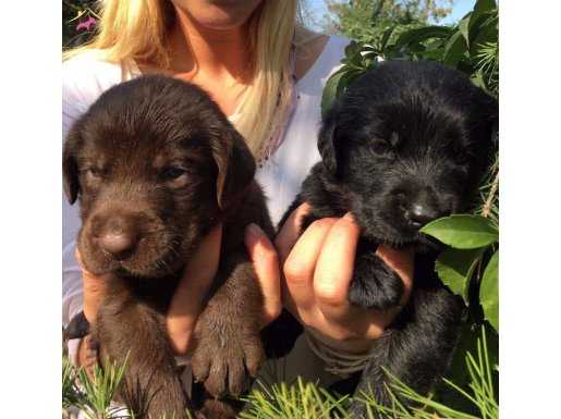 Orjinal Labrador Retriever Yavrularımkz