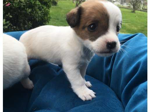 Saf Irk Mükemmel Jack Russel Yavrularımız 